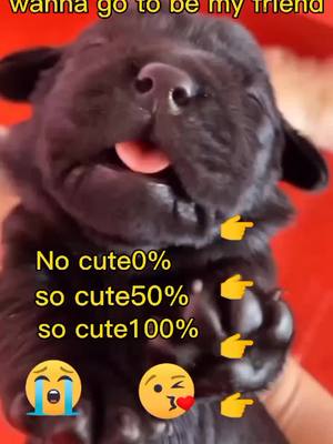 A post by @petsloverlayla on TikTok caption: I'm the little cutie#CancelTheNoise #HolidayCrafts #UpTheBeat #dog #fyp #cutedog #puppy