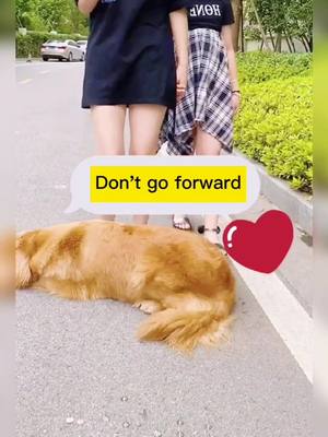 A post by @doglovelyy on TikTok caption: If u love dog,plz share this video with ur friends ❤️❤️❤️#dog #viral #foryoupage