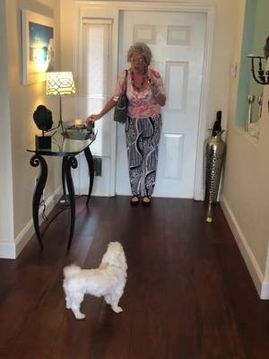 A post by @sharonkremen on TikTok caption: Bleu is the queen and always gets her way. As she should. #spoiled #dogsoftiktok #dog #spoiledrottenpoodle