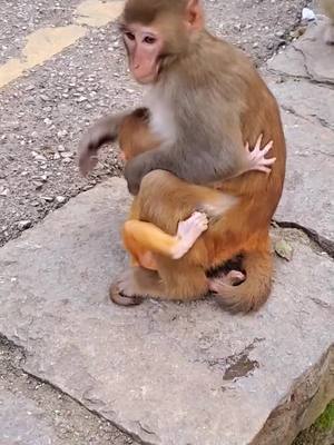 A post by @jammonkey on TikTok caption: #monkey #animal