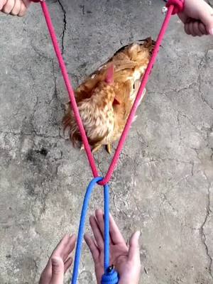 A post by @shiftlife66 on TikTok caption: #untiechallenge #fpy_ #tie #rope #knot