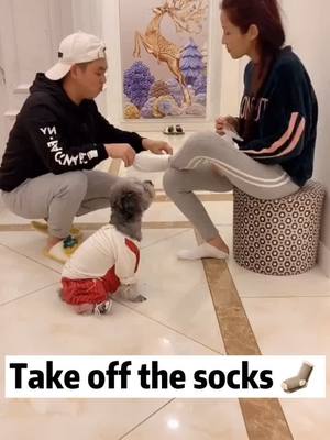 A post by @pets77777 on TikTok caption: The best way to train your dog 😂😂😂#cute #puppy #foryou #dog #fyp