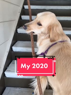 A post by @nala_da_golden on TikTok caption: April was rough time, but my love for sticks didn’t change. #2020rewind