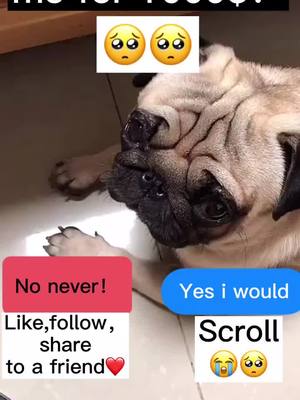 A post by @crazy__pets on TikTok caption: Would you sell me for 1000$?#foryou #puppy #dog #tiktok