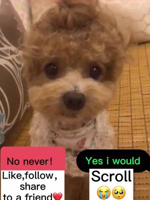 A post by @crazy__pets on TikTok caption: Would you sell me for 10000$?😔#tiktok #dog #foryou #😭