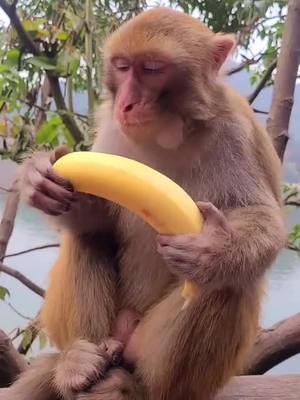 A post by @jammonkey on TikTok caption: #monkey #banana