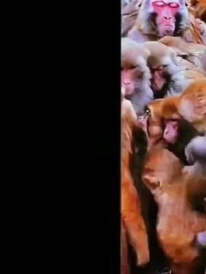 A post by @monkey__home on TikTok caption: #foryou #monkey #mom