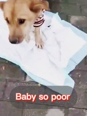 A post by @jeelypetrescue on TikTok caption: Baby so poor,keep pets and don’t hurt them 💔💔#poordog #straydog #puppylove #doglover