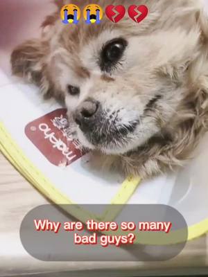 A post by @jeelypetrescue on TikTok caption: Why are there so many bad guys 💔💔#poordog #straydog #puppylove #doglover