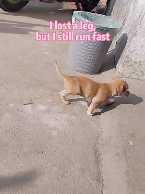 A post by @timi2020ooo on TikTok caption: Do you love me?#pet #foryou #fyp