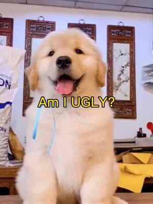 A post by @ttcink on TikTok caption: will u Scroll cause im ugly?#tiktokanimals #doggy #Love #animals #tiktokdog #fyp