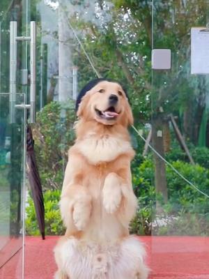 A post by @doggie__0 on TikTok caption: Dog love you so much 🥰🥰❤️#fyp #doglover #4u #pet #foryoupage