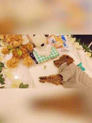 A post by @timi2020ooo on TikTok caption: My angel went back！#pet #foryou #fyp