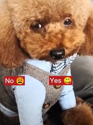 A post by @petfrd on TikTok caption: Do u think I'm a?#cutepuppy #doggy