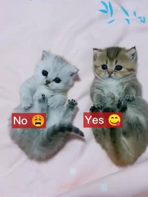 A post by @afunnypet on TikTok caption: Am I? #cutekitty #cat #animals