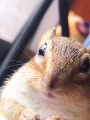 A post by @parrotmyfriend on TikTok caption: Bring a little squirrel home#Catchphrases #squirrel #fun #🤣 #cute