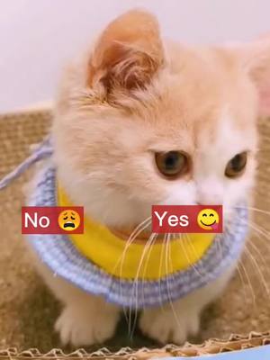 A post by @petfrd on TikTok caption: What will u do?#cutekitty #cat