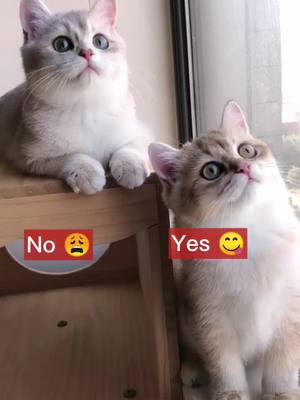 A post by @petfrd on TikTok caption: Which one will u pick?#cutekitty #cat