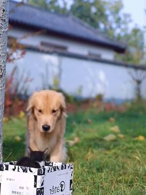 A post by @doggie__0 on TikTok caption: What a lovely dog 🥰❤️#fyp #goldenretriever #doglover #4u