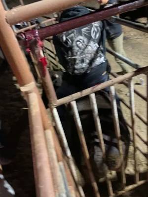 A post by @eldelchevorletblanka on TikTok caption: #bullriding #fypシ #jaripeo