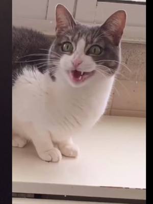 A post by @lovelycatty7 on TikTok caption: #duet with @love_tiktok_cats #fyp #funny #titokcat #kitty