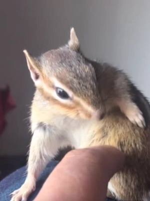 A post by @parrotmyfriend on TikTok caption: The squirrel who lives with me#ComfortFood #🤣 #fun #cute