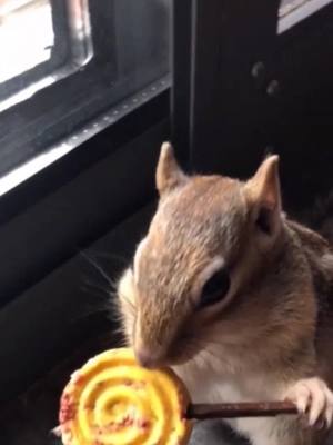 A post by @parrotmyfriend on TikTok caption: The squirrel who lives with me#ComfortFood #cute #fun #🤣