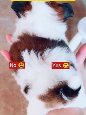 A post by @petfrd on TikTok caption: What do u think?#cutepuppy #cutekitty