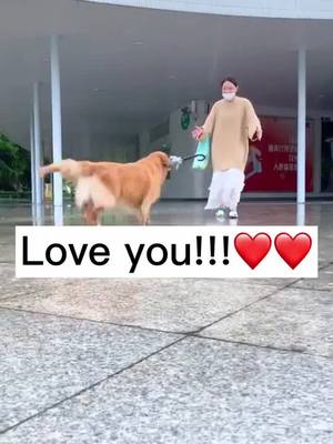 A post by @doggie__0 on TikTok caption: Dog always take care of you❤️🥰#4u #doglover #fyp #goldenretriever #dogsoftiktok #pet