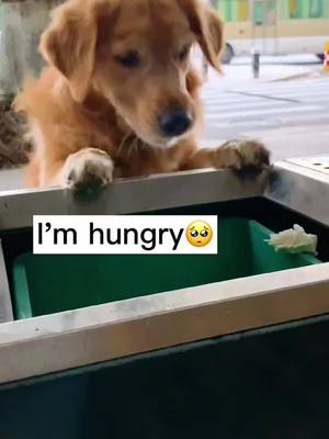 A post by @doggie__0 on TikTok caption: We’re family now 🥰❤️#doglover #4u #goldenretriever #fyp #dog #foryoupage