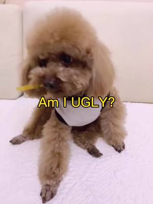 A post by @ttcink on TikTok caption: AM i ugly?#puppy #doggy #fyp #puppylove