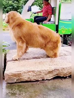 A post by @doglovelyy on TikTok caption: Kind man,kind dog #dog #viral #foryoupage