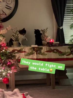 A post by @mares1985 on TikTok caption: Typical cat fight Lmaooo thank god no ones tail caught on fire #CancelTheNoise #HolidayDecor #catfight #catsoftiktok #TheWildsChallenge #cats