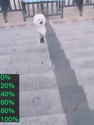 A post by @petfrd on TikTok caption: How do u rate my skill?#cutepuppy #doggy