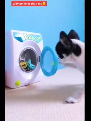 A post by @amazingpets1 on TikTok caption: #duet with @ipuppypaws this puppy is just too smart #petslover #smartpets #dogsofttiktok