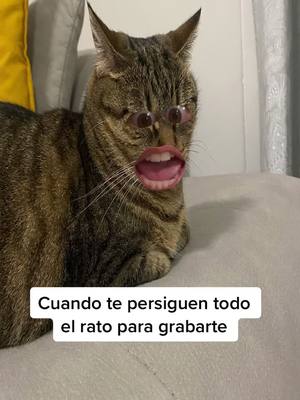 A post by @diavema on TikTok caption: La fama es difícil 🤣 #gatos #gatostiktok #cats #catsoftiktok #fyp