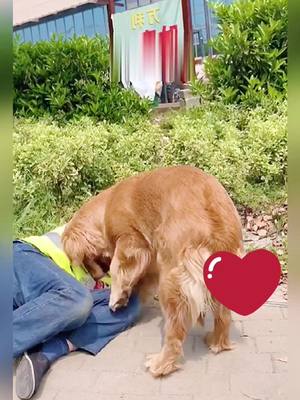 A post by @doglovelyy on TikTok caption: Good puppy ❤️❤️❤️#GoodMorning #dog #viral #foryoupage