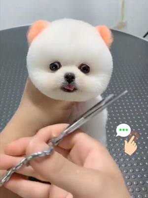 A post by @petworld1203 on TikTok caption: #pet #dog #foryou #cute