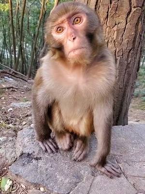 A post by @jammonkey on TikTok caption: 😳#monkey