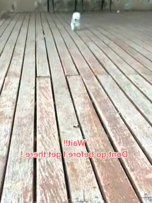 A post by @cutepets97 on TikTok caption: #puppy #interesting #lovely