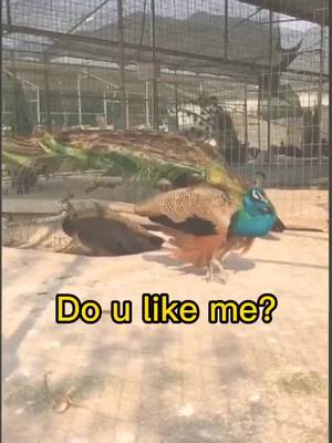 A post by @liumuhuo on TikTok caption: so gorgeous #animalsoftiktok #peacock #tiktok #foryou