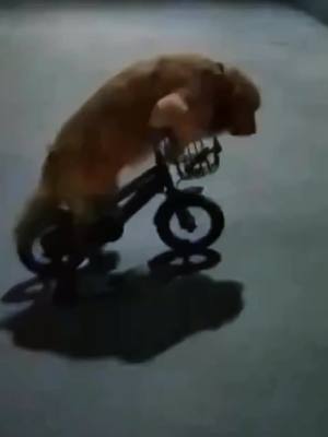 A post by @homeofstraydogs on TikTok caption: I can’t believe it,it actually learned to ride a bike 🤭🤭😂😂🐶🐶🐕🐕#dog #pet#bike#dogsoftiktok #foryou #fyp