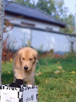 A post by @doggie__0 on TikTok caption: Dog help kitty🥰#fyp #doglover #goldenretriever #4u #dog