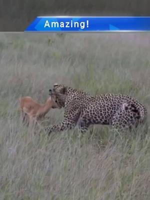 A post by @tigerking123go on TikTok caption: Amazing! Fawn and leopard together to talk about life?  #leopard #fawn #wildlife #fyp #tiktok