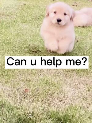 A post by @gbalkmh233 on TikTok caption: Can u vote for me? This is important #doglover #rescue #rescuedog #cuteanimals #petlover #doggo #pet #puppy #doggy #foryou #friends #pet #puppylove