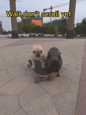 A post by @liumuhuo on TikTok caption: will u love us?#tiktokpet #doggy #dog #foryou #skateboarding #puppylove