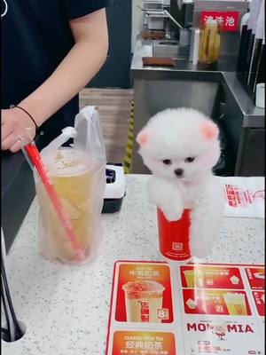 A post by @petworld1203 on TikTok caption: #foryou #cute #pet #dog