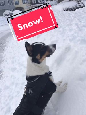 A post by @harvey_says_hey on TikTok caption: Snow day for Harvey! ❄️ #corgi #dogsoftiktok #dogs #snow