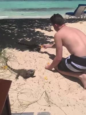 A post by @brendonhobson on TikTok caption: Don’t bite the hand that feeds you! #stthomas #iguana #fyp #foryoupage #animals #greenscreenvideo #greenscreen