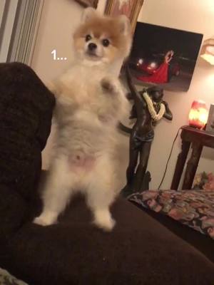 A post by @bentleythepomofficial on TikTok caption: Check out his fluffy Body 😆 #pomeranian #bodychallenge #bodyodychallenge #body #petslover #fyp #pets #dogsoftiktok